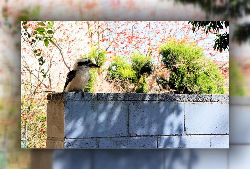 パノラマ モーター イン ニューカッスル エクステリア 写真